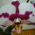 Viragzas___10-004_1373792_3207_t