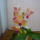 Viragzas___11-003_1373778_7152_t