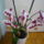 Viragzas___11-004_1373793_5200_t