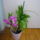 Viragzas___12-003_1373779_9479_t