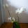 Viragzas___12-004_1373794_4916_t