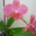 Viragzas___14-001_1373781_8883_t