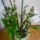 Viragzas___15-001_1373782_5867_t