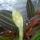 Viragzas___15-002_1373797_5989_t