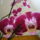 Viragzas___17-001_1373799_9394_t