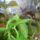 Viragzas___18-001_1373800_5320_t