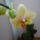 Viragzas___2-005_1373769_2031_t