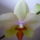 Viragzas___21-001_1373803_5695_t