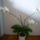 Viragzas___23-001_1373805_2433_t