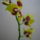 Viragzas___3-005_1373770_6811_t
