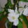 Viragzas___5-005_1373772_4788_t