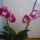 Viragzas___5-006_1373787_6738_t