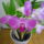 Viragzas___6-005_1373773_1005_t
