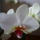 Viragzas___6-006_1373788_9356_t