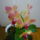 Viragzas___7-004_1373774_2722_t