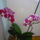 Viragzas___7-005_1373789_6617_t