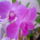 Viragzas___9-003_1373776_8326_t