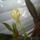 Viragzas___9-004_1373791_8078_t