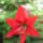 Babi_ilyen_valojaban_az_amarillisz_hippeastrum_x_johnsonii_szine_1375476_1340_t