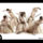Capoeira_by_karof-006_1375919_3401_t