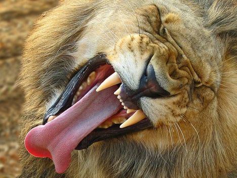lion-yawning
