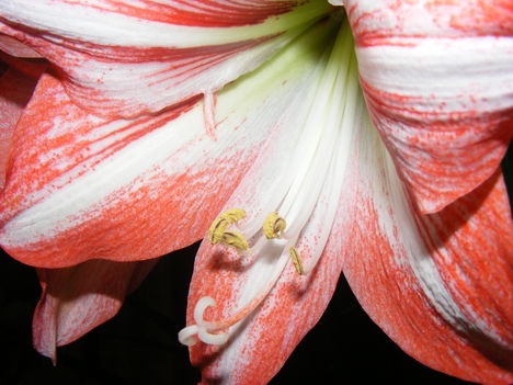 Amariliszvirág