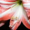 Amariliszvirág