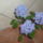 Kepek_viragok_006_1377855_2774_t