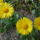 Tavaszi_2_1377768_8959_t