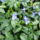 Tavaszi_4_1377770_1609_t