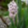 Tavaszi_5_1377771_7224_t