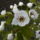 Tavaszi_6_1377772_6343_t