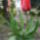 Tavaszi_8_1377774_4890_t