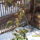 Meg_ekkora_ho_van_a_kamelia_fazik_1378451_4346_t