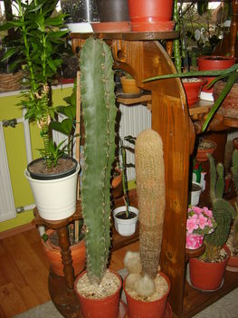 Oszlopos kaktusz