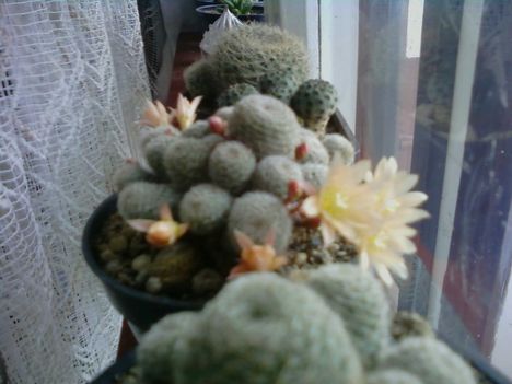 rebutia