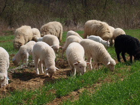 cikta bárányok 