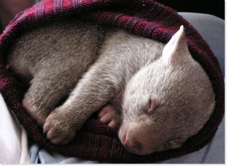 alvó wombat 1