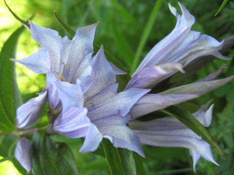 Fecsketárnics ( Gentiana asclepiadea )