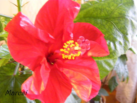 Hibiscus