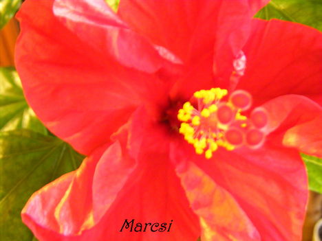 Hibiscus2