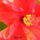 Hibiscus2_1370092_6184_t