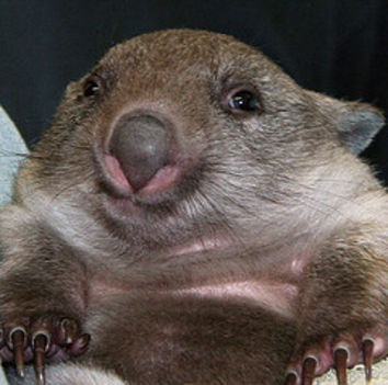 mosolygó wombat