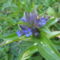 Szent László-tárnics (Gentiana cruciata)