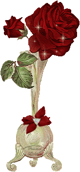 szép rózsa 4