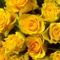 yellow+roses-s%C3%A1rga+r%C3%B3zs%C3%A1k