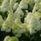 hydrangea paniculata limelight hortenzia