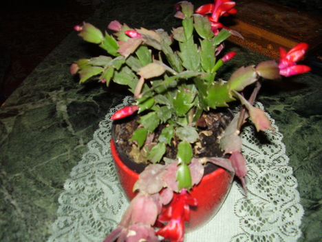 Kaktuszom virágba borulva