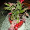 Kaktuszom virágba borulva
