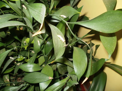 Lónyelvű csodabogyó Ruscus hipoglossum